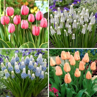 Set piccolo - 30 bulbi di giacinto d'uva e tulipano - una selezione delle 4 varietà più intriganti
