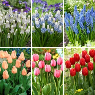 Medium sæt - 45 druehyacint- og tulipanløg - et udvalg af 6 unikke varianter