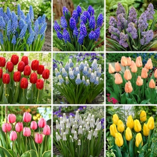 Velká sada - 70 cibulí hyacintu a tulipánů - výběr z 9 jedinečných odrůd