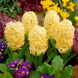 Gele hyacint - 9 st - 