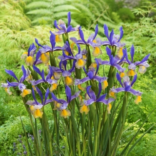 Iris hollandais "Miss Saigon" - gros paquet ! - 100 bulbes