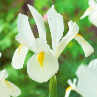 "White van Vliet" Dutch iris - 10 bulbs