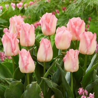 Tulipán rózsaszín álom - 5 db.