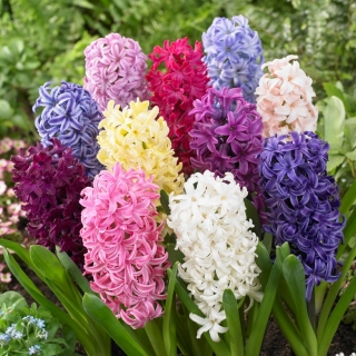 Hyacinth - fargevalg - stor pakke! - 30 stk