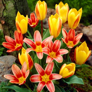 "Pesem sirene" - 50 čebulic tulipanov - sestava 2 sort