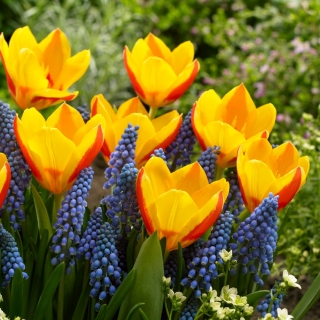 "First Spring" - 75 druehyasint- og tulipanløker - sammensetning av 2 spennende varianter