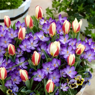 "Spring Prop" - 75 crocus and tulip bulbs - composition of 2 intriguing varieties