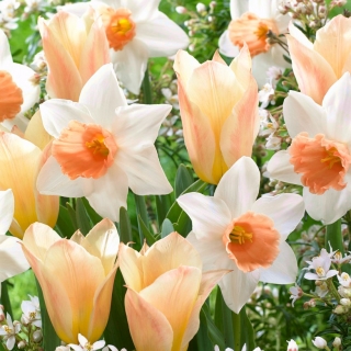 "Longing for Spring" - 50 bulbes de jonquilles et de tulipes - composition de 2 varietes intrigantes