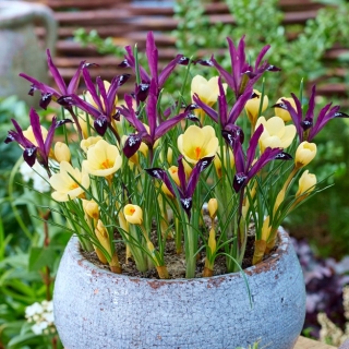 Macarena - 100 bulbos de azafrán e iris - composición blanco violeta-cremoso