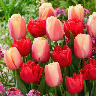 Bulbi di tulipano - set di 2 varietà - Abba e Beau Monde - 50 pz