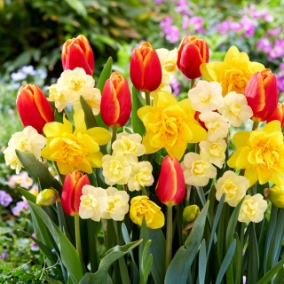 Conjunto de tulipas e narcisos - Verandi, Cheerfulness e Dick Wilden - 45 unidades