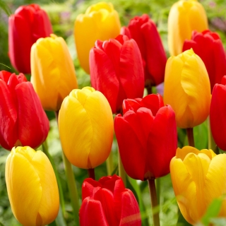 Bulbos de tulipán - juego de 2 variedades - selección roja y amarilla - 50 piezas