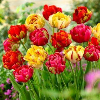 Bulbos de tulipa - conjunto de 3 variedades - Renown Unique, Golden Nizza e Miranda - 45 unidades