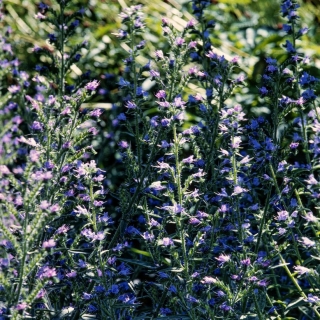 Viper's bugloss - medonosná rostlina - 100 gramů; modrásek - 