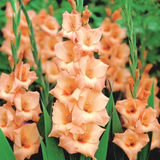 Gladiolus Peter Pears - pachet mare! - 50 buc.