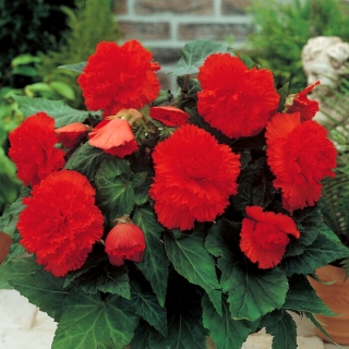 Begonia Fimbriata (sfrangiata) - rossa - confezione grande! - 20 pezzi