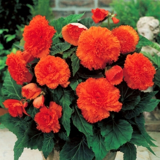 Begonia Fimbriata (sfrangiata) - arancio - confezione grande! - 20 pezzi