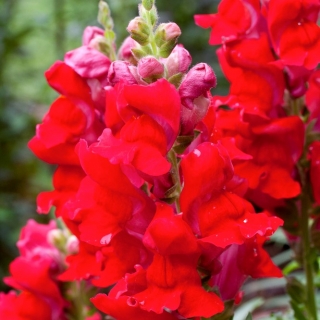 Torina snapdragon - variedade de estufa de flores vermelhas - 