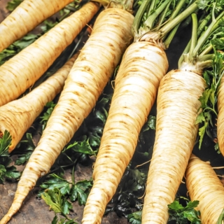 Aston - root parsley, for demanding growers