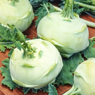 Troja F1 kohlrabi - white, medium-early variety - 2500 of calibrated seeds (2,2 - 2,4) - professional seeds for everyone