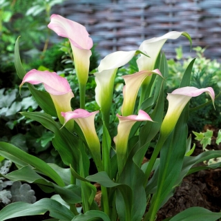 lirio de cala Crystal Blush; arum lily, Zantedeschia - paquete grande! - 10 piezas