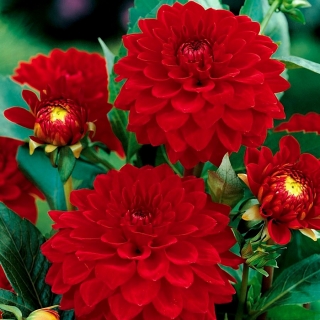 Red dahlia - Dahlia Red - large pack! - 10 pcs