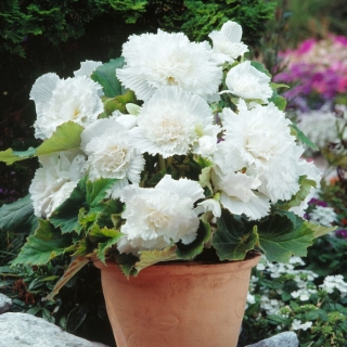 Begonia Fimbriata (sfrangiata) - bianca - confezione grande! - 20 pezzi