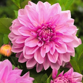 Dahlia - Lavender Perfection - storpack! - 10 st