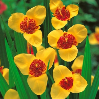 Flor de pavão amarelo - pacote XL! - 500 pcs.; flor de tigre, flor de concha