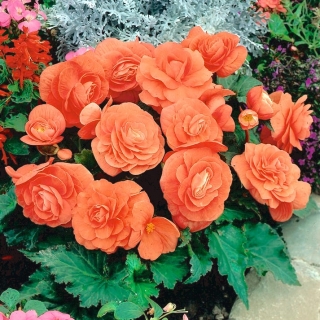 Double begonia - salmon-pink - large package! - 20 pcs