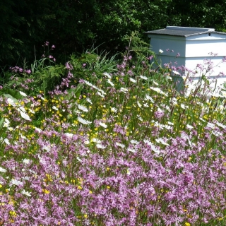 Honigpflanzen - Auswahl an Pflanzen für feuchtere Böden - 10 kg - 