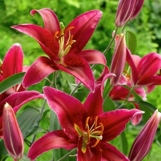 Red tree lily - large pack! - 10 pcs