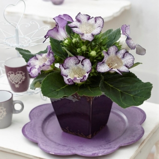 Tigrinia Blue gloxinia - flores blanco-azuladas, moteadas - ¡paquete grande! - 10 piezas