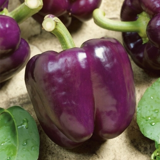 Loran bell pepper - a purple variety for growing in greenhouse and in the field