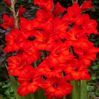 Fosta gladiolus - 5 kosov
