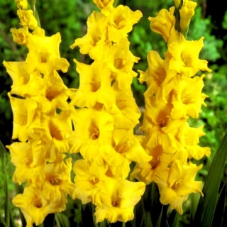 Limoncello gladiolus - 5 st