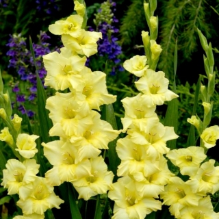 Morgonguld gladiolus - 5 st
