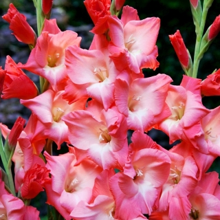 Sogno gladiolus - pachet mare! - 50 buc.