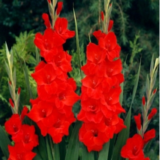 Vuelta gladiolus - large package! - 50 pcs
