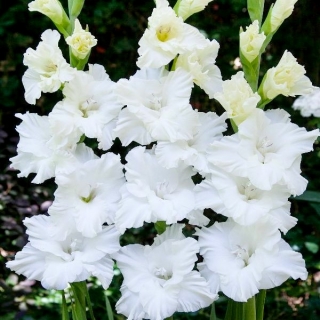 Tarantella gladiolus - groot pakket! - 50 stuks - 