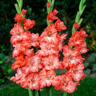 Ted's Frizzle gladiolus - 5 kosov