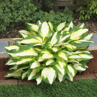 Color Festival hosta, plantain lily - tricolour leaves - large package! - 10 pcs