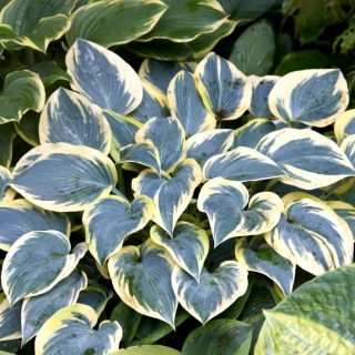 First Frost hosta, plantain lily