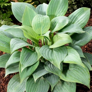 Fragrant Blue hosta, plantain lily - a fragrant variety