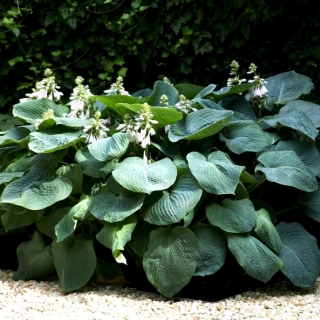 Kingsize hosta, plantain lilija - XL izmēra lapas
