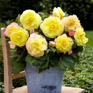 Superba Begonia amarilla de flores grandes - flores amarillas - ¡paquete grande! - 20 piezas