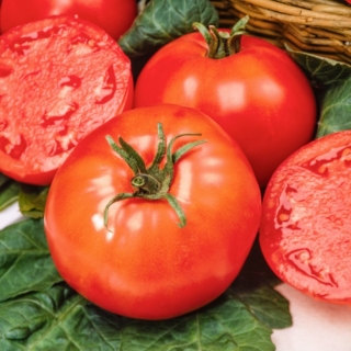 Belladona F1 tomat - en tidlig drivhusvariant, fri for tomatgul skulderlidelse - profesjonelle frø for alle - 