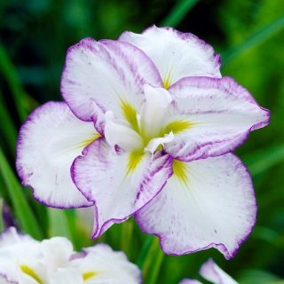 Plato Llano Tiramisú Iris Japonés (Iris ensata)