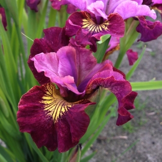 Miss Apple Siberian iris; Siberian flag - large package! - 10 pcs