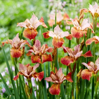 Paprikash Sibirische Iris, sibirische Flagge - 